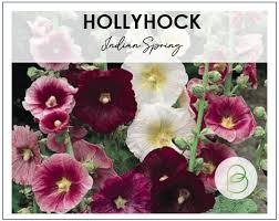 Image result for Stockrose