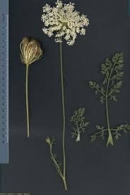 Attēlu rezultāti vaicājumam “Daucus carota subsp. carota”