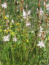 Image result for Asphodelus fistulosus