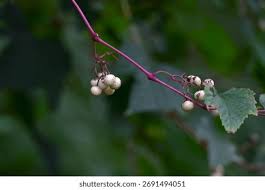 Attēlu rezultāti vaicājumam “Vitaceae”