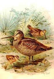 Attēlu rezultāti vaicājumam “Scolopax rusticola”