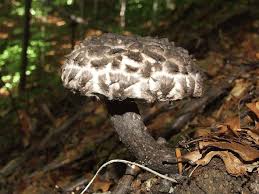 Attēlu rezultāti vaicājumam “Strobilomyces strobilaceus”