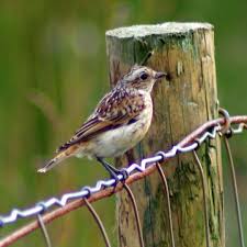 Attēlu rezultāti vaicājumam “Saxicola rubetra juvenile”