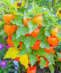 Image result for Lampionblume