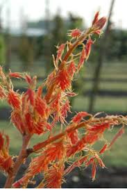 Attēlu rezultāti vaicājumam “Quercus rubra flower”