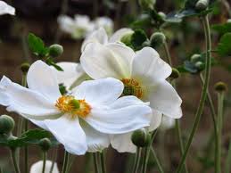 Attēlu rezultāti vaicājumam “Anemone nemorosa bud”