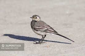 Attēlu rezultāti vaicājumam “Motacilla alba juvenile”
