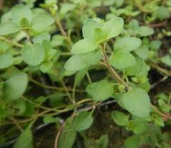 Attēlu rezultāti vaicājumam “Thymus pulegioides fruit”