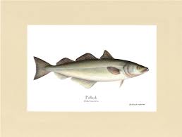 Image result for Pollachius pollachius