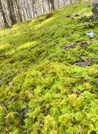 Attēlu rezultāti vaicājumam “Thuidium”