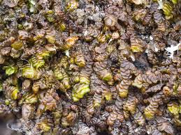 Attēlu rezultāti vaicājumam “Frullania fragilifolia”