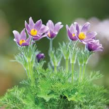 Attēlu rezultāti vaicājumam “Pulsatilla vulgaris flower”