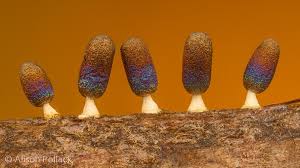 Attēlu rezultāti vaicājumam “Diachea leucopodia young”