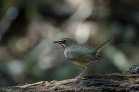 Image result for Luscinia sibilans