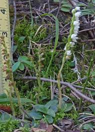 Attēlu rezultāti vaicājumam “Goodyera repens flower”