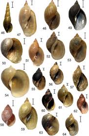 Attēlu rezultāti vaicājumam “Lymnaeidae”