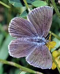 Attēlu rezultāti vaicājumam “Maculinea alcon underside”
