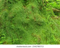 Attēlu rezultāti vaicājumam “Chlorophyta”