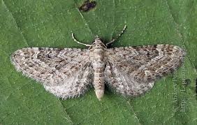 Attēlu rezultāti vaicājumam “Eupithecia icterata female”