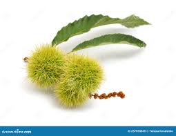 Attēlu rezultāti vaicājumam “Castanea sativa  fruit”