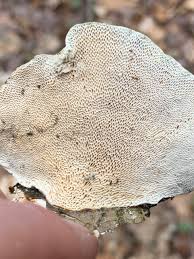 Attēlu rezultāti vaicājumam “Trametes gibbosa”