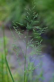 Attēlu rezultāti vaicājumam “Poa trivialis”