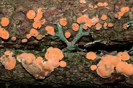 Attēlu rezultāti vaicājumam “Aleurodiscus amorphus”