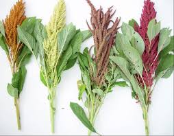 Attēlu rezultāti vaicājumam “Amaranthaceae”