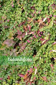 Attēlu rezultāti vaicājumam “Symphoricarpos x chenaultii”