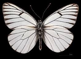 Attēlu rezultāti vaicājumam “Aporia crataegi pupa”