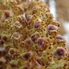 Attēlu rezultāti vaicājumam “Alnus glutinosa female flower”