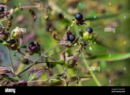 Attēlu rezultāti vaicājumam “Silene baccifera”
