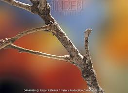 Attēlu rezultāti vaicājumam “Hypomecis roboraria”