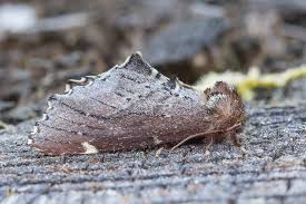 Attēlu rezultāti vaicājumam “Odontosia carmelita”