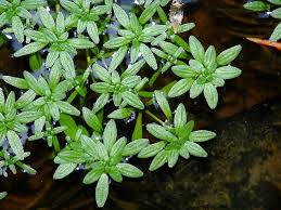 Attēlu rezultāti vaicājumam “Callitrichaceae”