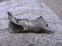 Attēlu rezultāti vaicājumam “Clostera pigra”