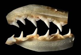 Image result for Rhizoprionodon longurio