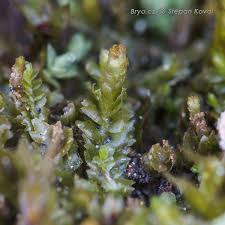 Attēlu rezultāti vaicājumam “Leiocolea heterocolpos”