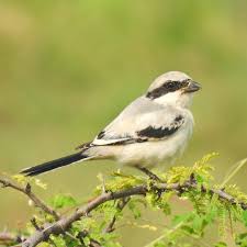 Attēlu rezultāti vaicājumam “Laniidae”