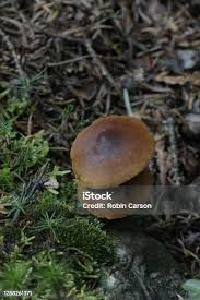 Attēlu rezultāti vaicājumam “Lycogala cf. oleocrystalliferum macro”