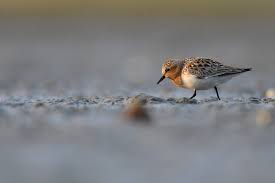 Image result for Calidris ruficollis