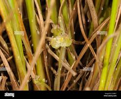 Attēlu rezultāti vaicājumam “Hydrocotyle vulgaris flower”