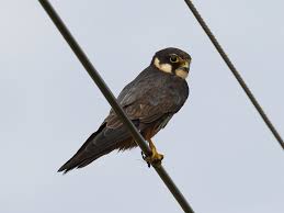 Attēlu rezultāti vaicājumam “Falco subbuteo”