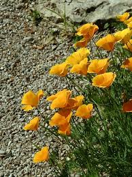 Attēlu rezultāti vaicājumam “Eschscholzia californica fruit”