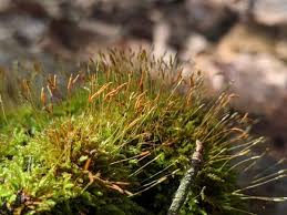Attēlu rezultāti vaicājumam “Tetraphis pellucida sporophyte”