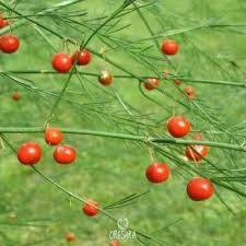 Attēlu rezultāti vaicājumam “Asparagus officinalis fruit”