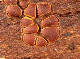 Attēlu rezultāti vaicājumam “Perichaena depressa”