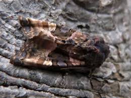 Attēlu rezultāti vaicājumam “Euplexia lucipara”