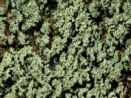 Attēlu rezultāti vaicājumam “Cladonia parasitica”