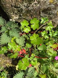 Attēlu rezultāti vaicājumam “Geranium molle leaf”